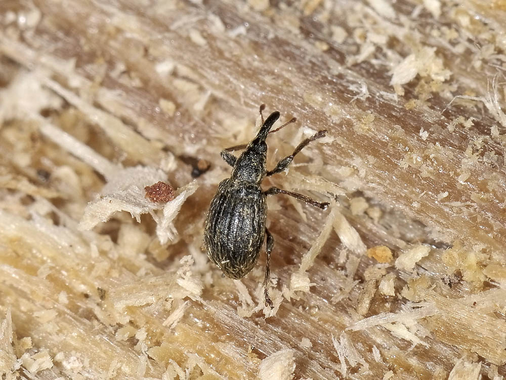 Apionidae - Trichopterapion holosericeum